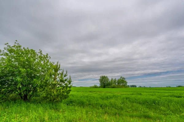 Spring Photography Landscape Cloudy Sky Young Wheat Green Sprouts Cereals — Stock Photo, Image