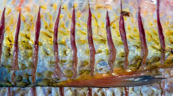 Balık yemek için hazır. Bunlar, hem denizde hem de tatlı suda yaşayan soğuk kanlı omurgalılar. Birçok yenilebilir balık türü mükemmel besin kaynaklarıdır..