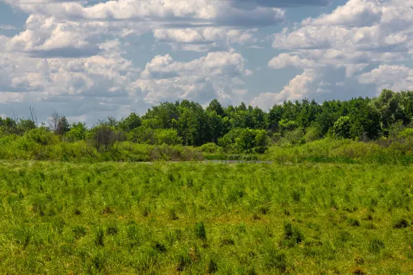 stock image summer photography, a river overgrown with reeds, blue sky with white clouds, blue water covered with duckweed, river floodplain, sultry summer day