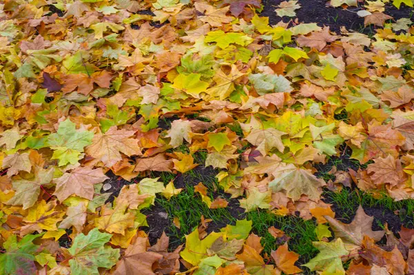 Расплывчатый Осенний Кленовый Лист Плоская Структура Высокого Растения Похожая Лезвие — стоковое фото
