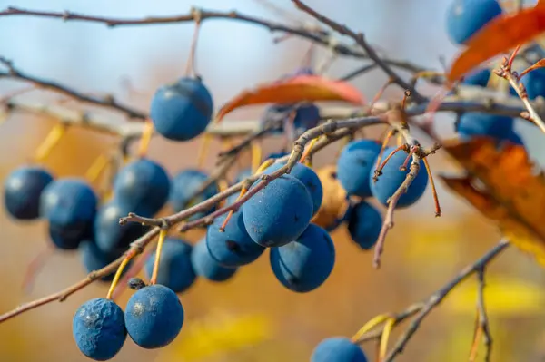 Prunus Spinosa Ονομάζεται Blackthorn Sloe Κατάλληλο Για Κονσερβοποιημένα Τρόφιμα Αλλά — Φωτογραφία Αρχείου