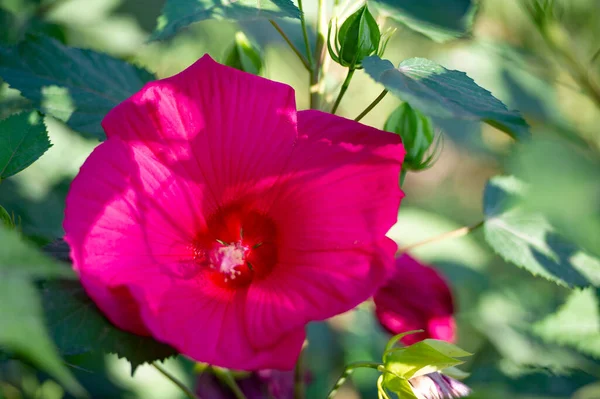 中国のバラであるハイビスカス ローザ シネンシスは半耐寒性があるだけなので 夏の寝具花としてよく栽培されます — ストック写真