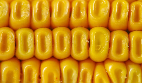 Kukorica Növény Egy Magas Éves Egy Kövér Gabonanövény Gabona Család — Stock Fotó