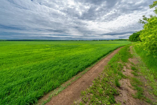 İlkbahar fotoğrafçılığı, kırsal alan, genç buğday tarlalarının arasından geçen toprak yol, bir yerden diğerine uzanan geniş bir yol, özellikle araçların kullanabileceği özel hazırlanmış bir yüzeye sahip olan bir yol.