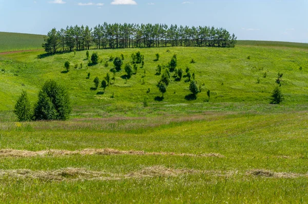 Summer Landscape Meadow Fields Mowed Forage Crops Mowed Alfalfa — Stock Photo, Image