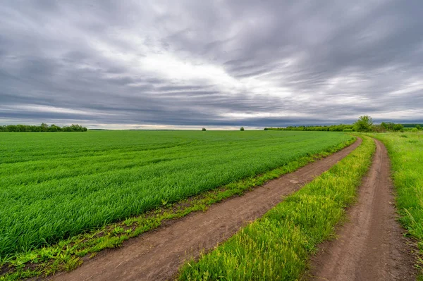 stock image Spring photography, rural landscape, dirt road through young wheat fields, a wide way leading from one place to another, especially one with a specially prepared surface that vehicles can use