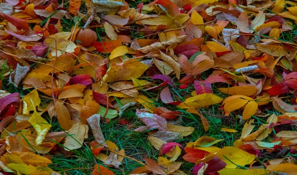 가을철 이맘때 나무들이 살아나서 것같다 — 스톡 사진