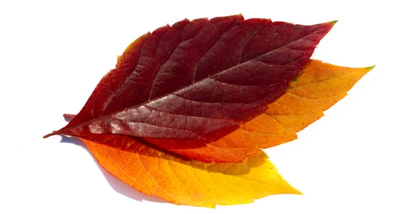Podzimní Listí Bílém Pozadí Milujte Stromy Dokud Neopadne Listí Pak — Stock fotografie