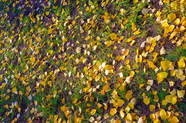 Die Schönste Zeit Des Jahres Bunte Herbstblätter Von Birken Laubbäumen — Stockfoto