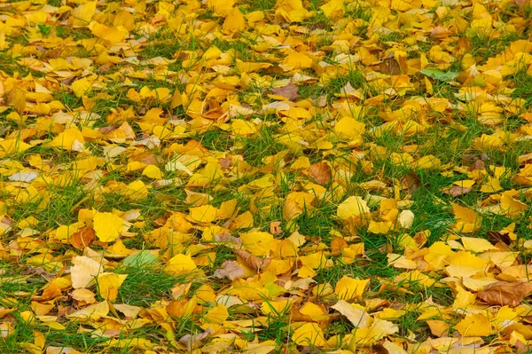 Die Schönste Zeit Des Jahres Bunte Herbstblätter Von Birken Laubbäumen — Stockfoto