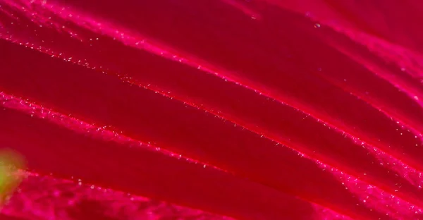 红豆杉 中国玫瑰 芙蓉花茶素有许多名字 有热的也有冷的 这种饮料以其红色 焦糖味和维生素C含量而闻名 — 图库照片
