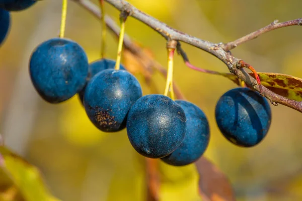Prunus Spinosa Zwany Tarniną Lub Tarniną Nadaje Się Konserw Ale — Zdjęcie stockowe