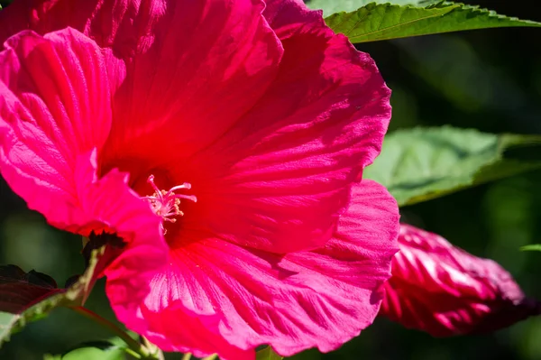 中国のバラであるハイビスカス ローザ シネンシスは半耐寒性があるだけなので 夏の寝具花としてよく栽培されます — ストック写真