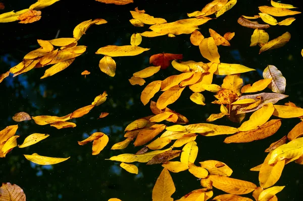 Leaves autumn. Swimming pool with surface water strewn with autumn leaves