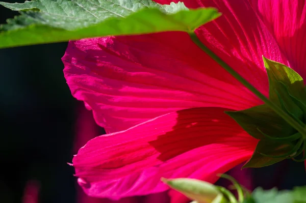 장미인 히비스커스로 엔시스 Hibiscus Rosa Sinensis 정도의 꽃이기 때문에 꽃으로 — 스톡 사진