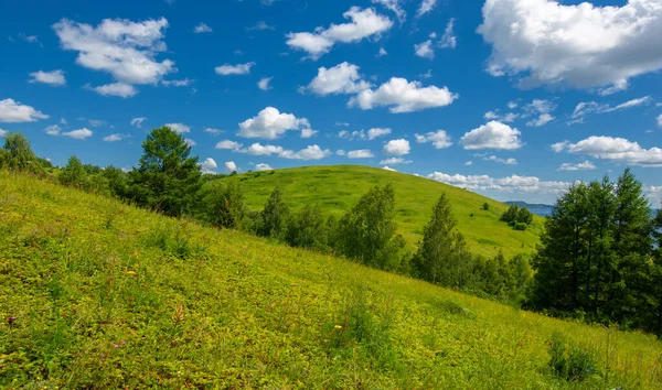 Summer Knoll Hills Birch Trees Grow Slopes Mountains Winding Dirt — Stock Photo, Image
