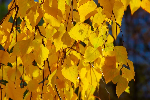 Цветные Осенние Листья Березы Лиственное Дерево Белой Корой Листьями Форме — стоковое фото