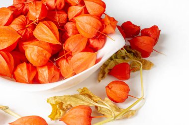 Physalis sidik torbası kirazı, Çin feneri, Japon feneri, Çilek Çileği, Japonya, parlak ve fener benzeri meyve kapları Bon festivalinin geleneksel bir bölümünü oluşturur.
