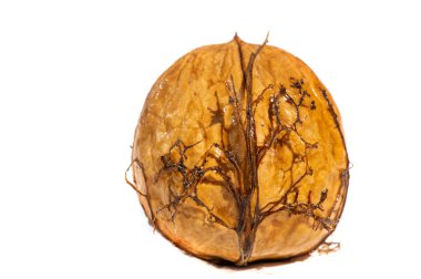 Ceviz. Ceviz bir uyarıcıdır, ama çok fazla kafein bir depresyondur..