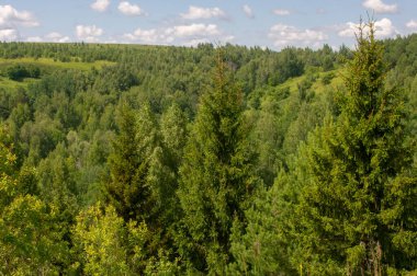 Yaz fotoğrafçılığı, dağlar, çam ağaçları, huş ağaçları, meşeler, tepeler, beyaz bulutlu mavi gökyüzü, toprak yol, köknar ağaçları arasında sallanan rüzgarlar, parlak kırmızı çilekler olgunlaşmış.