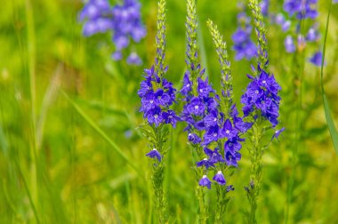 Yaz manzarası, gök gürültülü bulutlar, mavi gökyüzü, sel basmış çayır tarlaları, yaz renklerinin kokusu ve çeşitli kır çiçekleri.