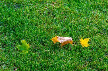 Sonbahar akçaağaç yaprağı, daha yüksek bir bitkinin düz bir yapısıdır. Direk sapına ya da gövdesine bağlı bir bıçağa benzer. Yapraklar fotosentez ve dönüşümün ana organlarıdır.