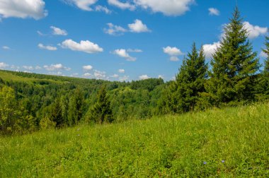 Yaz fotoğrafları, tepeler, tepeler, huş ağaçları dağların yamaçlarında yetişir. Yamaç boyunca dönen toprak bir yol, sıcak yaz günleri.