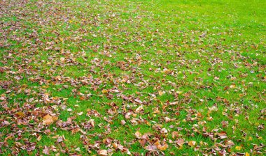 Sonbahar fotoğrafçılığı, sonbaharda yapraklar, yılın bu zamanında ağaçlar turuncu, kırmızı ve bakır çiçeklerden koparak canlanıyor.