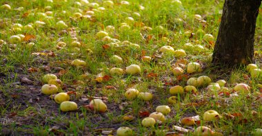 Elmalar ağaçtan yere düşer. Elma bahçesi ve bir sürü çürümüş meyve, sonbaharda kırsal alanda, bahçedeki ağacın altında.