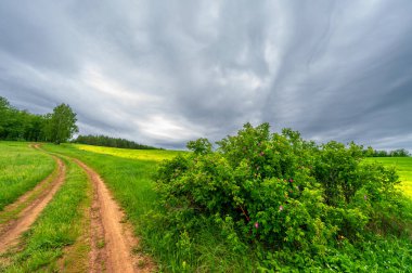 İlkbahar fotoğrafçılığı, kırsal alan, genç buğday tarlalarının arasından geçen toprak yol, bir yerden diğerine uzanan geniş bir yol, özellikle araçların kullanabileceği özel hazırlanmış bir yüzeye sahip olan bir yol.