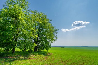  Bahar fotoğrafçılığı, güneşte yetişen taze yeşil buğday, ılıman ülkelerde yetişen en en önemli bitkidir, buğday, ekmek yapmak için toprak, vs. 