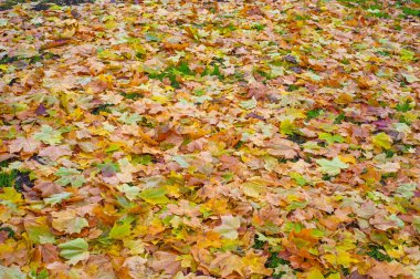 Sonbahar akçaağaç yaprağı, daha yüksek bir bitkinin düz bir yapısıdır. Direk sapına ya da gövdesine bağlı bir bıçağa benzer. Yapraklar fotosentez ve dönüşümün ana organlarıdır.