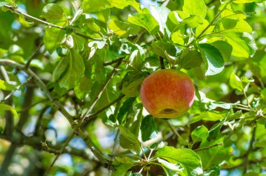 Elmalar. Meyve bahçesi ıslak odun ve olgun meyve kokuyordu. Güçlü, baş döndürücü bir aromaydı ve başka hiçbir şey onunla kıyaslanamazdı..
