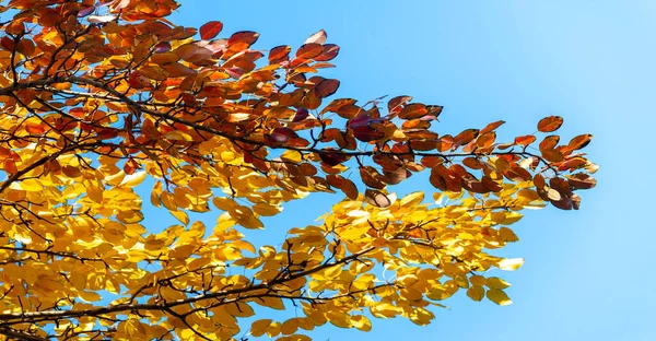 Herfst Bladeren Takken Van Bomen Als Alles Een Magisch Olieverfschilderij — Stockfoto