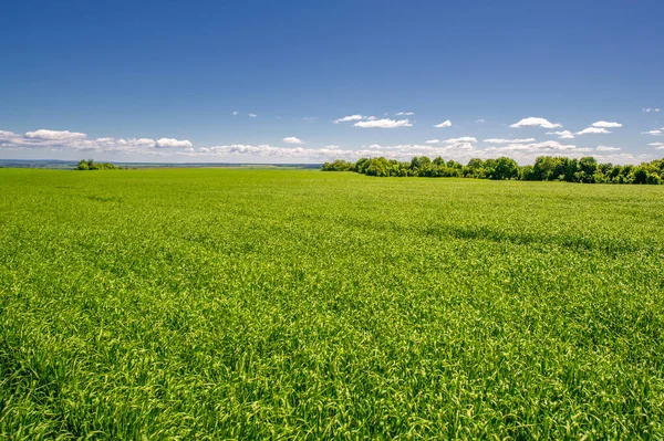 Summer Landscape Green Cereals Cultivated Fields Wheat Oats Barley Rye — Stock Photo, Image