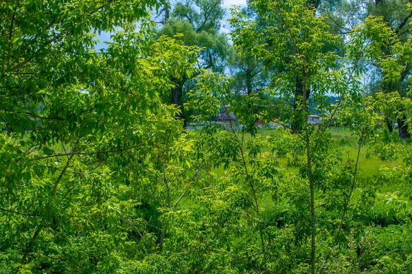 Летний Пейзаж Грозовые Тучи Голубое Небо Пойменные Луговые Поля Аромат — стоковое фото