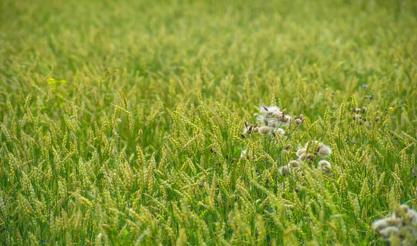 Sommer Weizen Ist Die Wichtigste Getreidepflanze Die Gemäßigten Ländern Angebaut — Stockfoto