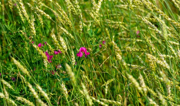 Літня Фотографія Пшениця Зернова Рослина Найважливіший Вид Вирощується Помірних Країнах — стокове фото