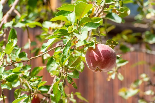 りんご リンゴの木は果物を必要としません だがかれはそれを行う者のために 一生を捧げられる — ストック写真