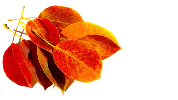 Podzimní Listí Bílém Pozadí Léto Uspává Podzim Nutí Zpívat Zima — Stock fotografie