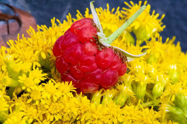 Малина. Пора радоваться - наконец-то малиновый сезон. Есть что-то волшебное в этом маленьком жемчужине; есть только короткое окно, чтобы получить хорошую корзину дегустации.