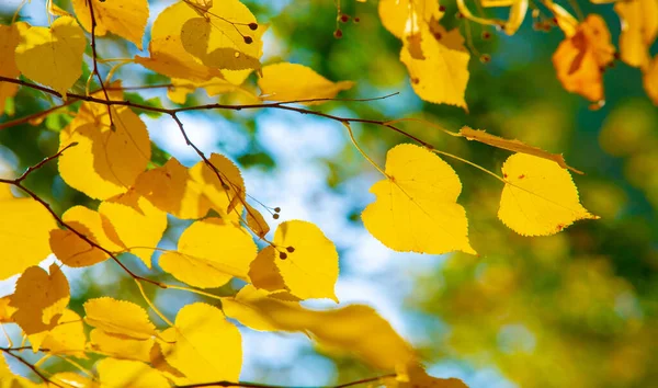 Herbst Skizze Des Herbstes Auf Dem Foto Gelb Bordeauxrote Blätter — Stockfoto