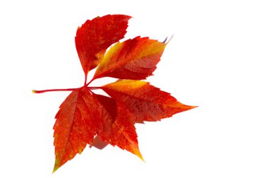 Beyaz arka planda sonbahar yaprakları. Sonbahar herkesin en sevdiği mevsimdir. Yapraklar renk değiştiriyor, hava serin ve hava açık hava aktiviteleri için mükemmel..