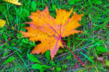 Sonbahar akçaağaç yaprağı, daha yüksek bir bitkinin düz bir yapısıdır. Direk sapına ya da gövdesine bağlı bir bıçağa benzer. Yapraklar fotosentez ve dönüşümün ana organlarıdır.