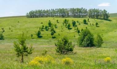 Yaz, çayır tarlaları, vadiler, çam ağaçları fındık ağacı, kır çiçekleri, dünyanın Avrupa bölgesi.