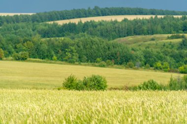 Yaz fotoğrafı. Ilıman ülkelerde yetişen ve ekmek, makarna, pasta vb. için un yapmak için kullanılan en önemli bitki olan buğday. ..