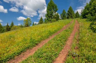Yaz fotoğrafları, tepeler, tepeler, huş ağaçları dağların yamaçlarında yetişir. Yamaç boyunca dönen toprak bir yol, sıcak yaz günleri.