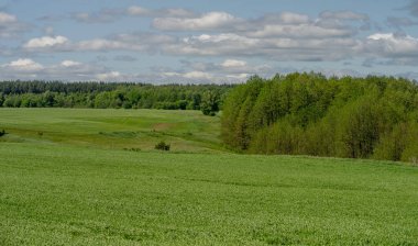 Bahar fotoğrafçılığı, genç mısır gevreği çekimleri. Olgunlaşmış buğday. Parlak güneşin altında yeşil fotosentez filizleri. Fosfor ve nitrojen gübreleri tanıtıldı