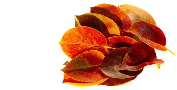 바탕에 나온다 가을은 계절이다 색깔이 변하고 공기가 바삭바삭 활동에 — 스톡 사진
