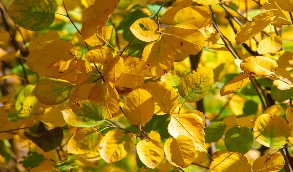 사진에 가을을 묘사하는 나뭇잎 즐거운 — 스톡 사진